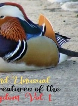 Livre Surprising and unusual rarities and creatures of the Animal Kingdom. Vol. 1, auteur Zoila Camacho Livre Surprising and unusual rarities and creatures of the Animal Kingdom. Vol. 1, auteur Zoila Camacho